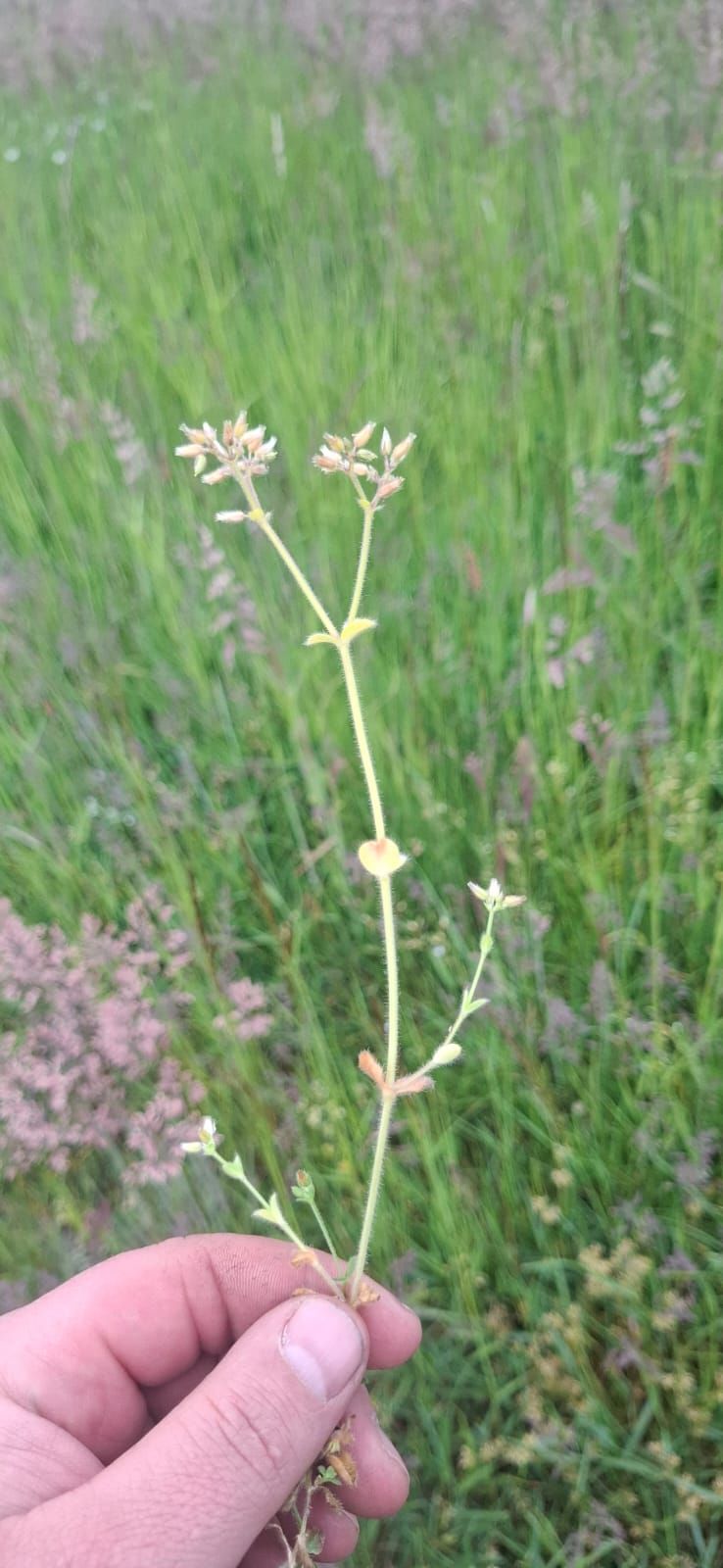 Wiesen-Labkraut — Bild 4