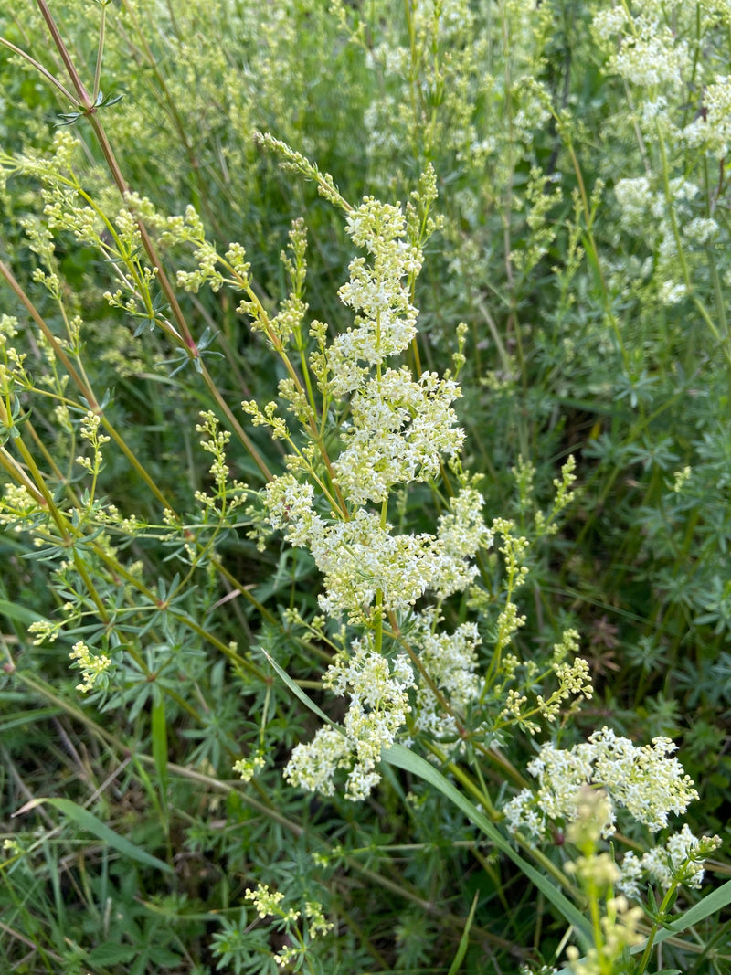 Wiesen-Labkraut — Bild 3