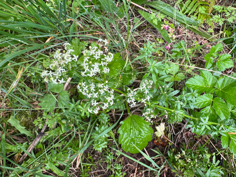 Ein blühendes Wiesen-Labkraut mit zahlreichen kleinen weißen Blüten wächst inmitten von Gras und anderen Wildkräutern.