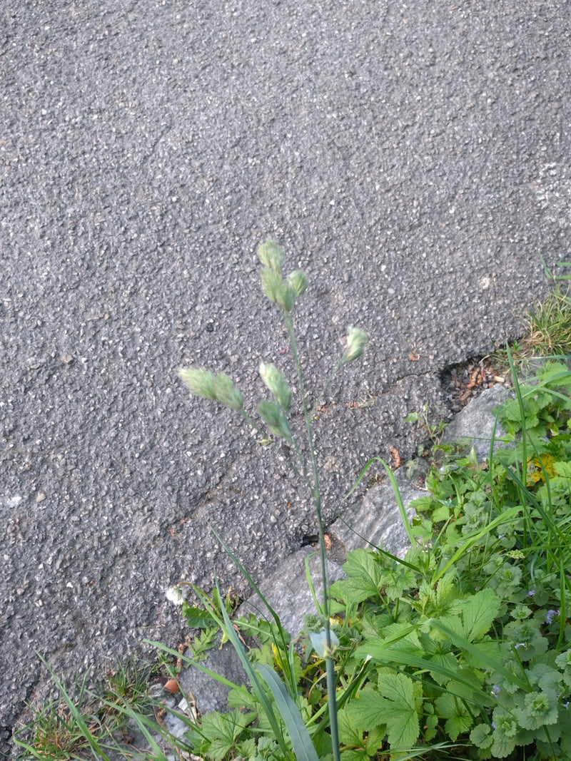 Wiesen-Lieschgras — Bild 1