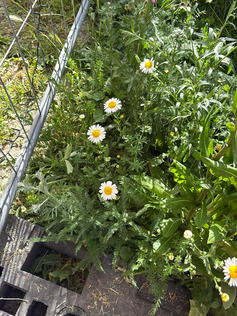 Margeriten — Bild 4
