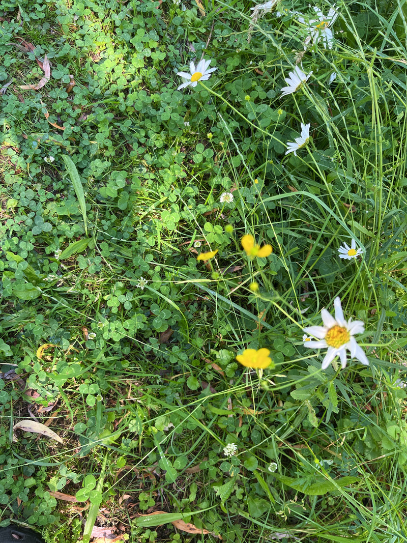 Margeriten — Bild 2