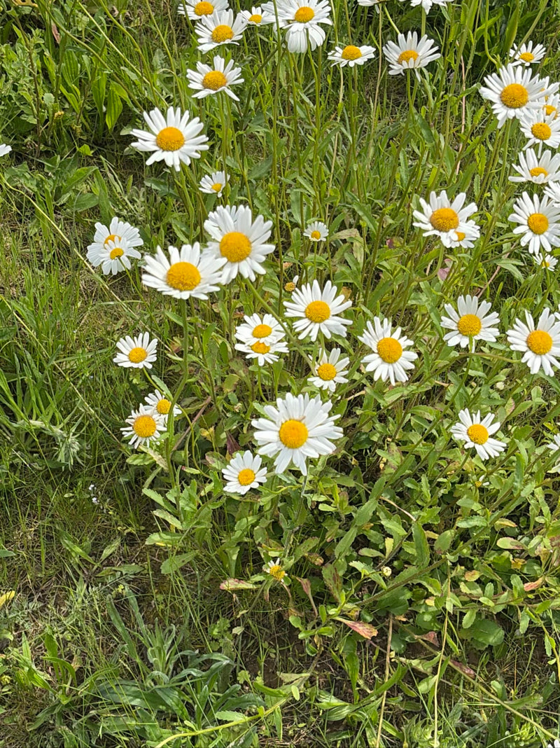 Margeriten — Bild 3