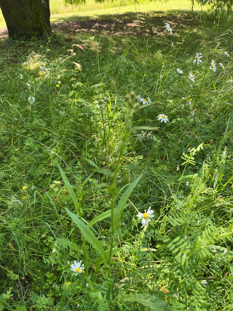 Margeriten — Bild 5