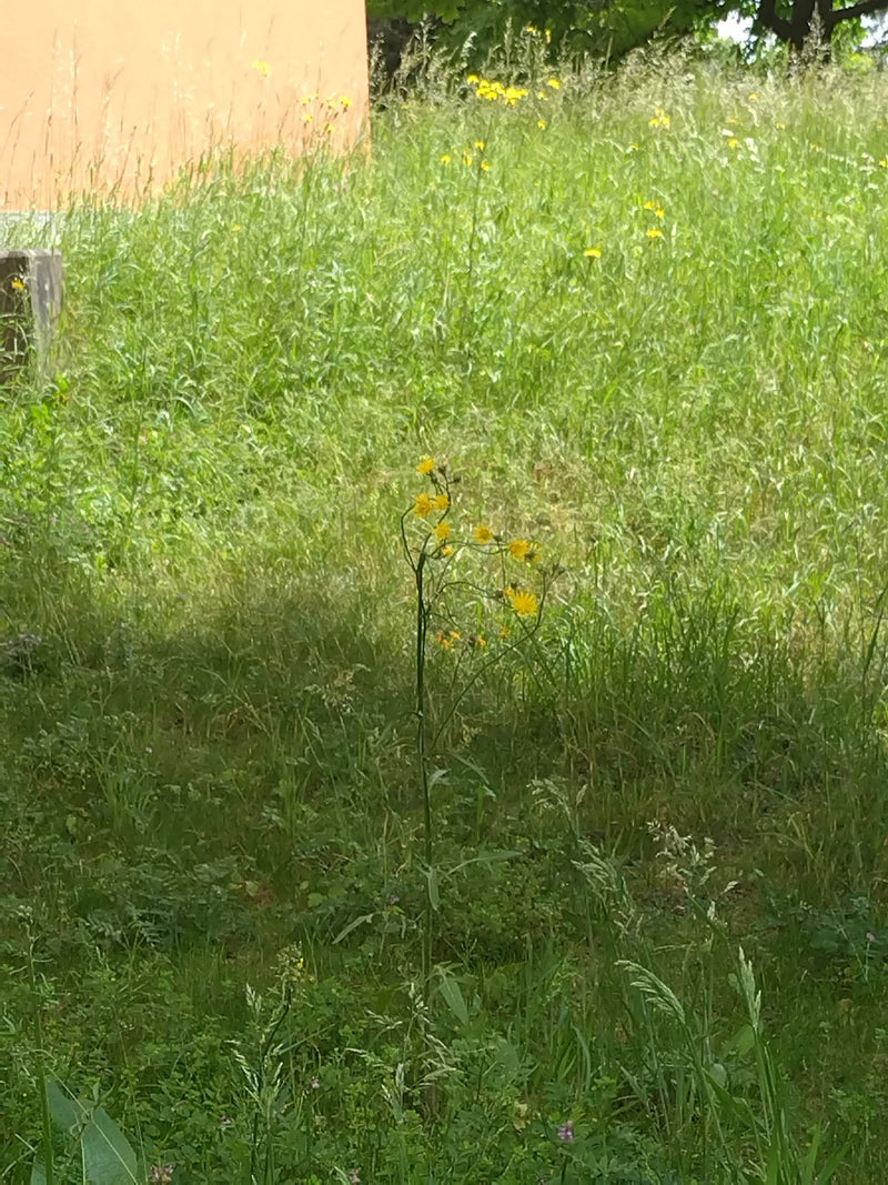 Wiesen-Pippau — Bild 3