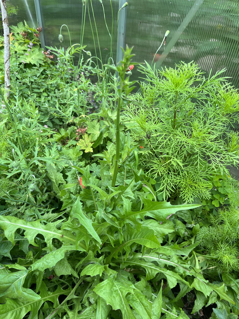 Wiesen-Pippau — Bild 1
