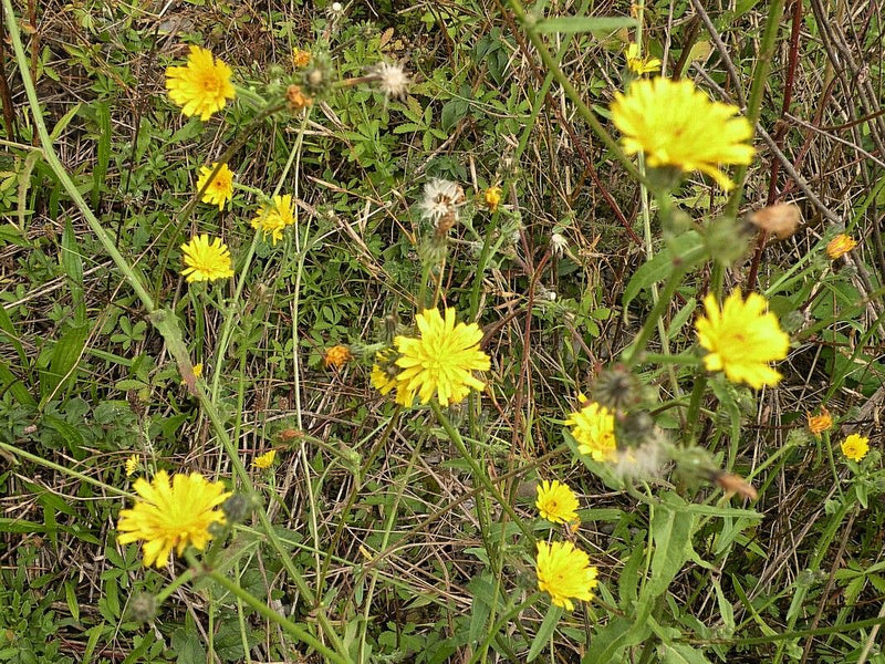 Wiesen-Pippau — Bild 2