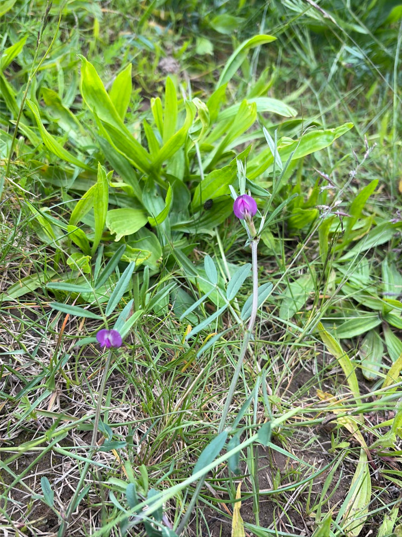 Wiesen-Platterbse — Bild 1
