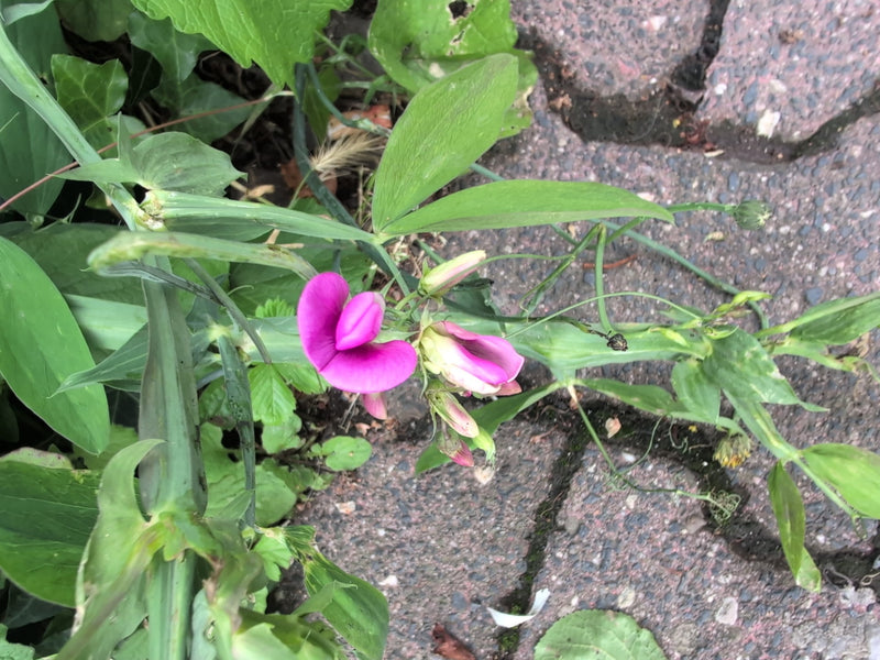 Wiesen-Platterbse — Bild 3