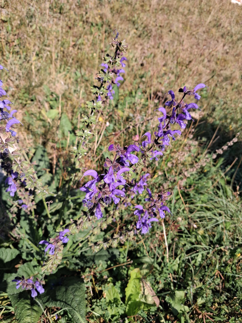 Ein blühender Wiesen-Salbei mit violettblauen Blütenständen steht inmitten einer sonnigen Wiese.