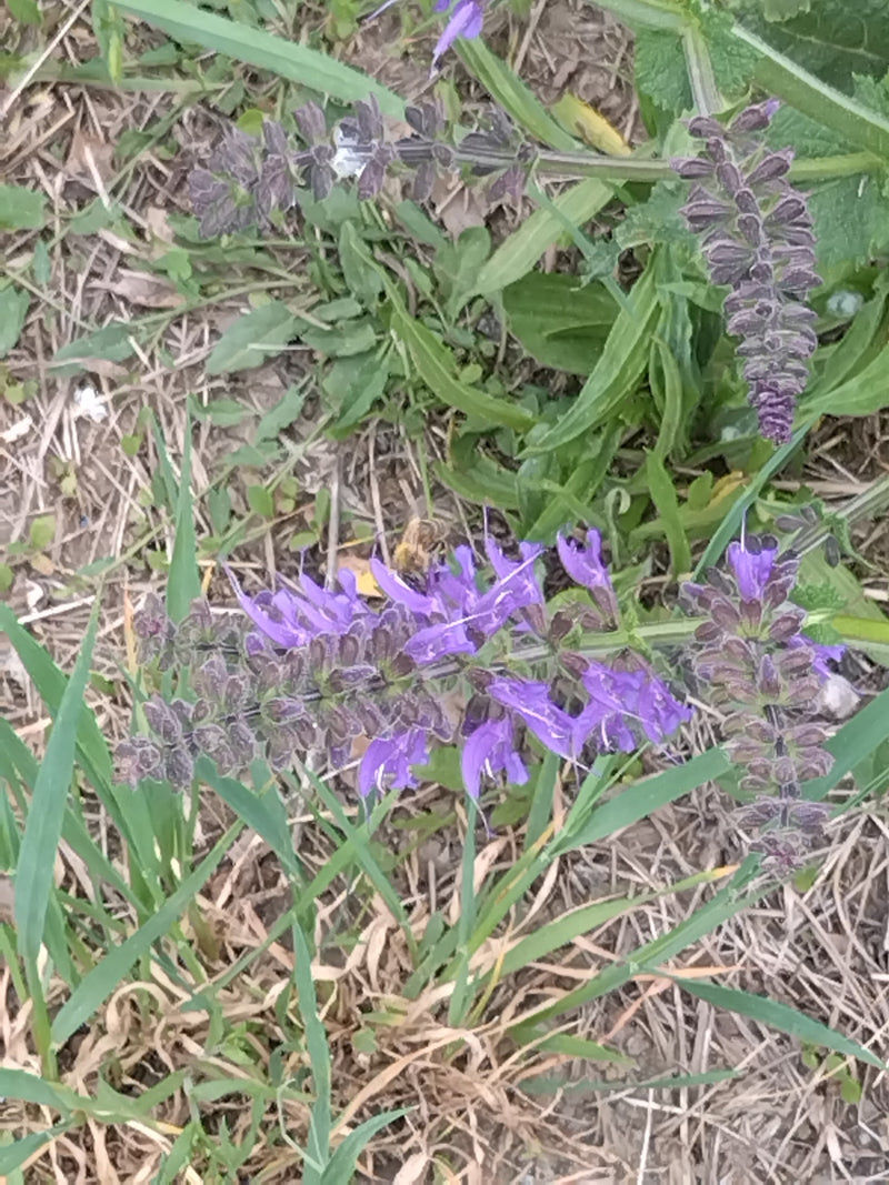 Wiesen-Salbei — Bild 5