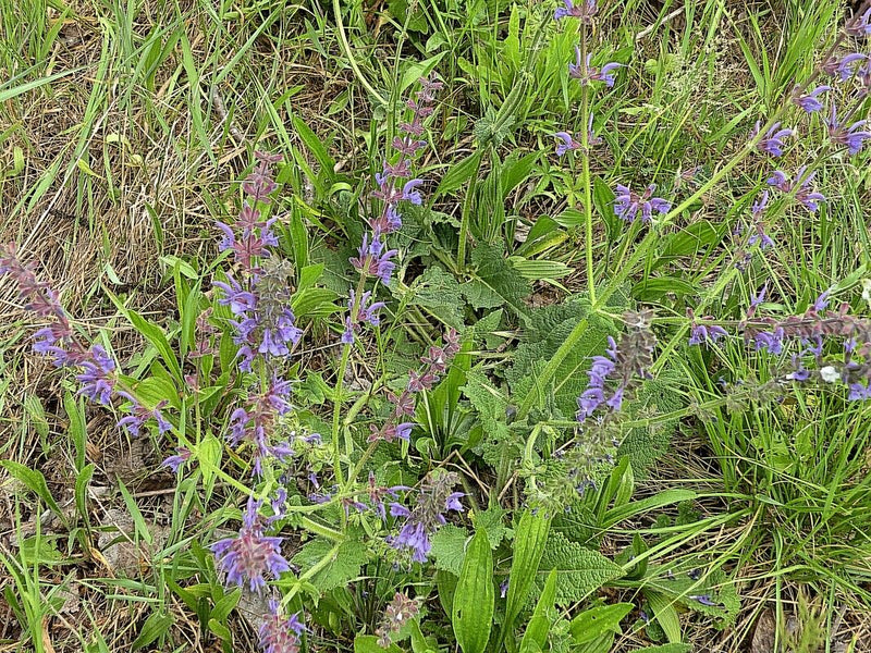Wiesen-Salbei — Bild 2