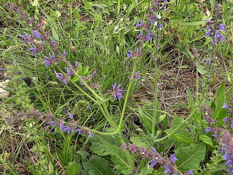 Wiesen-Salbei — Bild 1
