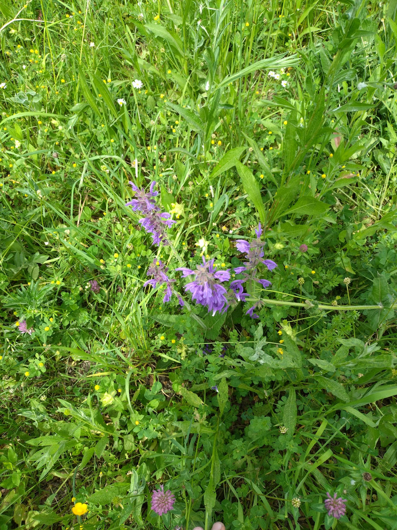Wiesen-Salbei — Bild 4