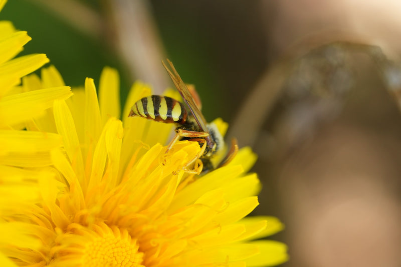 Wiesen-Wespenbiene — Bild 1