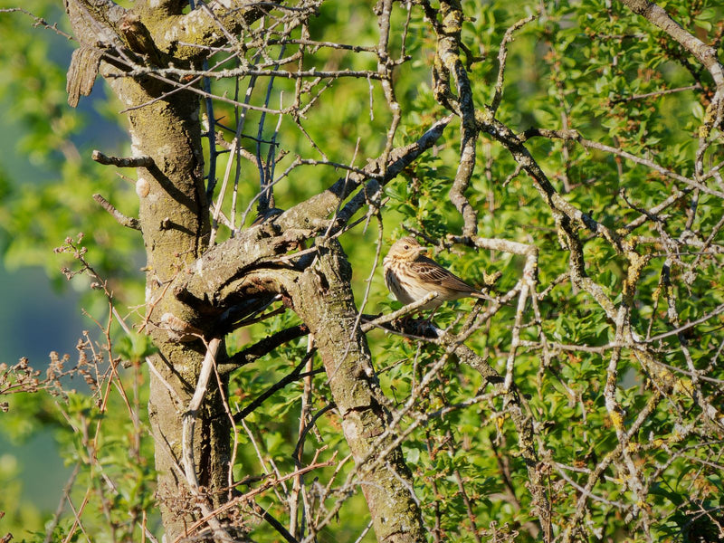 Wiesenpieper — Bild 1