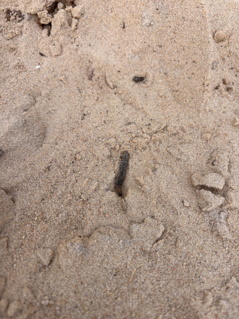 Sumpfschnake — Bild 1