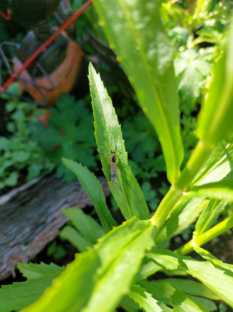Sumpfschnake — Bild 3
