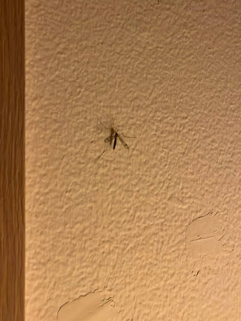 Sumpfschnake — Bild 4