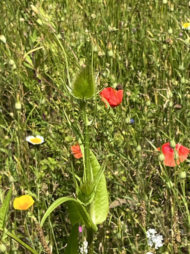Wilde Karde — Bild 2