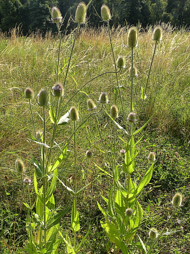 Wilde Karde — Bild 1