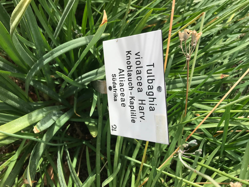 Wilde Knoblauch — Bild 2 von 6