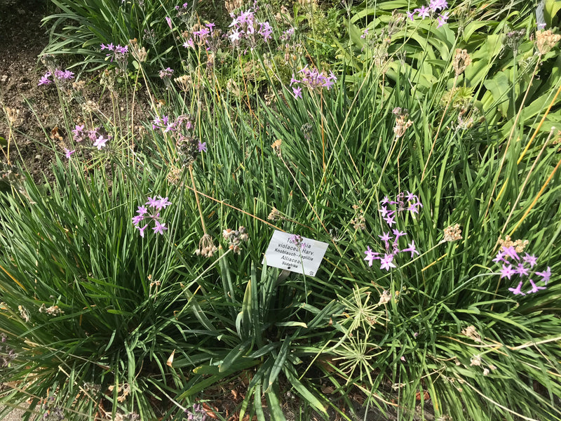 Wilde Knoblauch — Bild 1 von 6