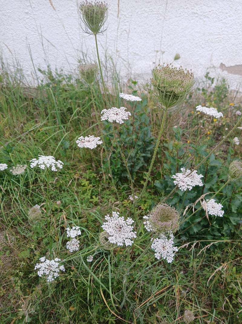 Zu sehen ist eine Wilde Möhre mit ihren charakteristischen weißen Doldenblüten und bereits verblühten Fruchtständen auf einer Wiese. Die Pflanze wächst vor e...