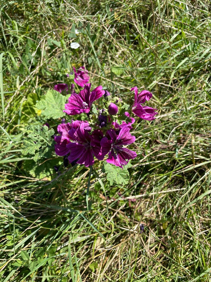 Malve — Bild 2
