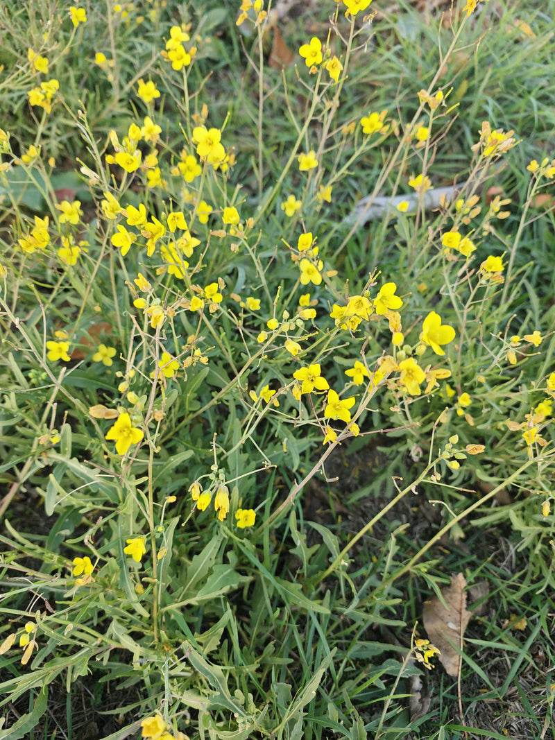 Wilde Rauke — Bild 2 von 17