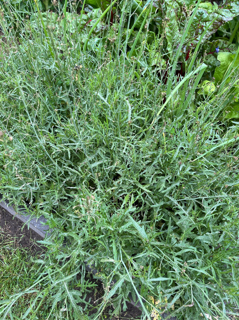 Wilde Rauke — Bild 1
