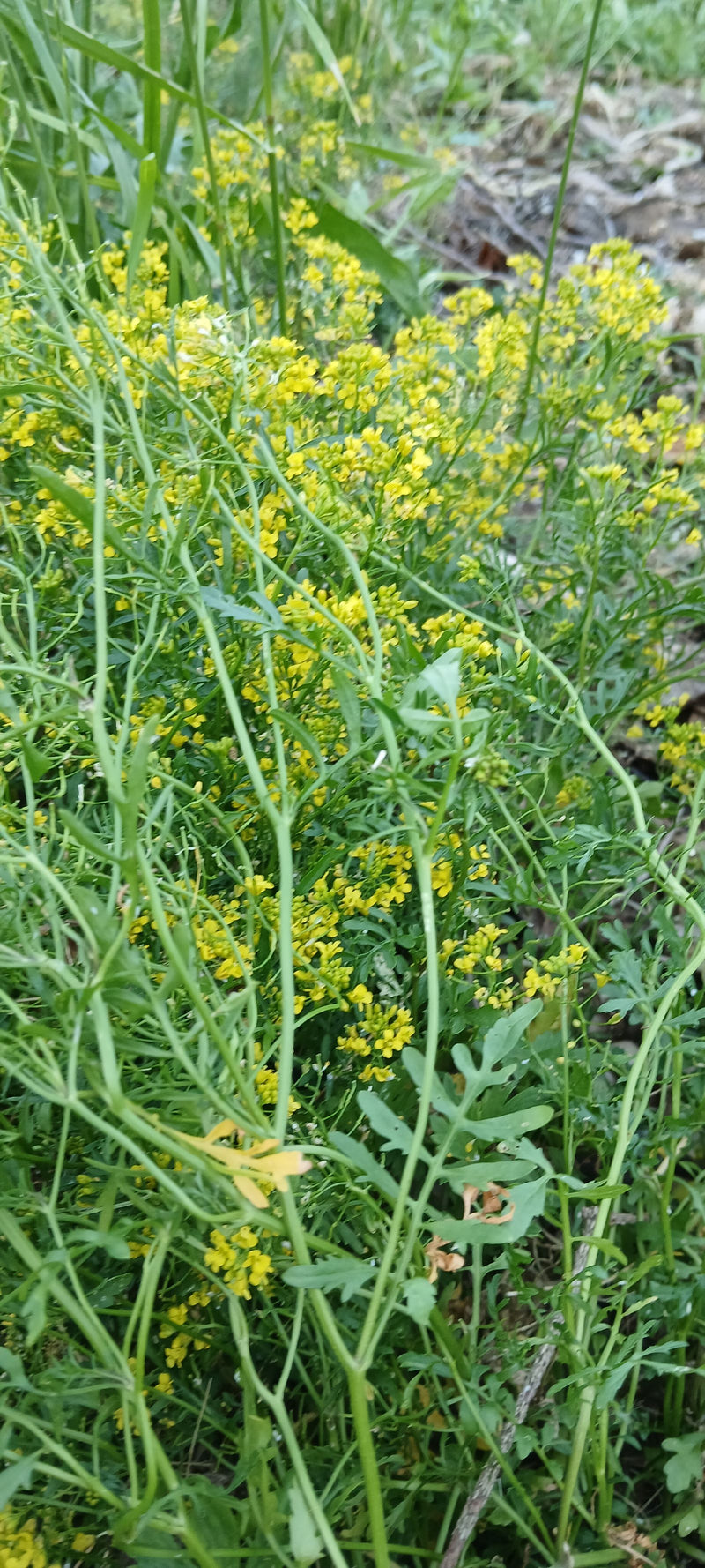 Wilde Rauke — Bild 3