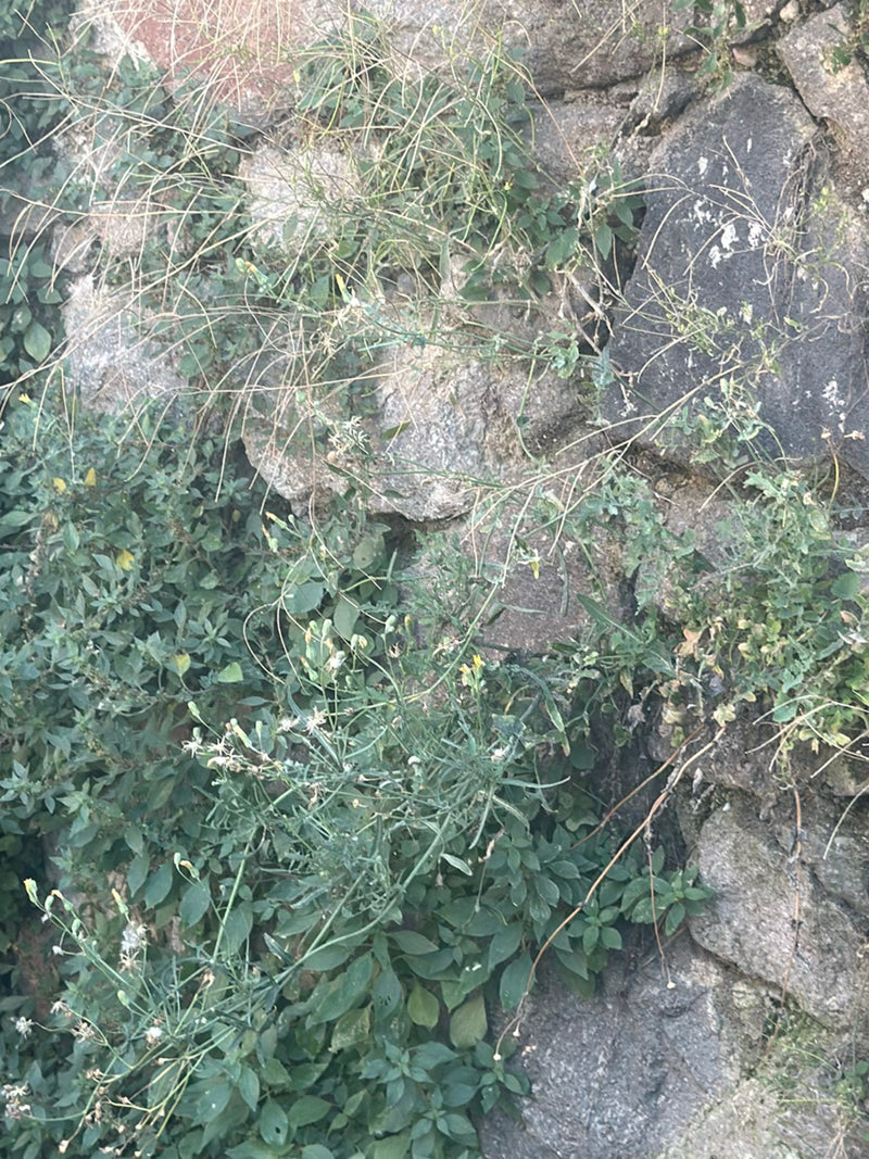 Wilde Rauke — Bild 2