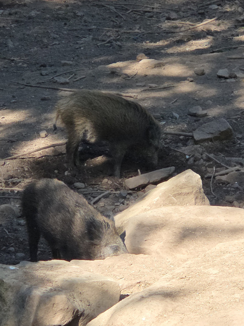 Wildschwein — Bild 3