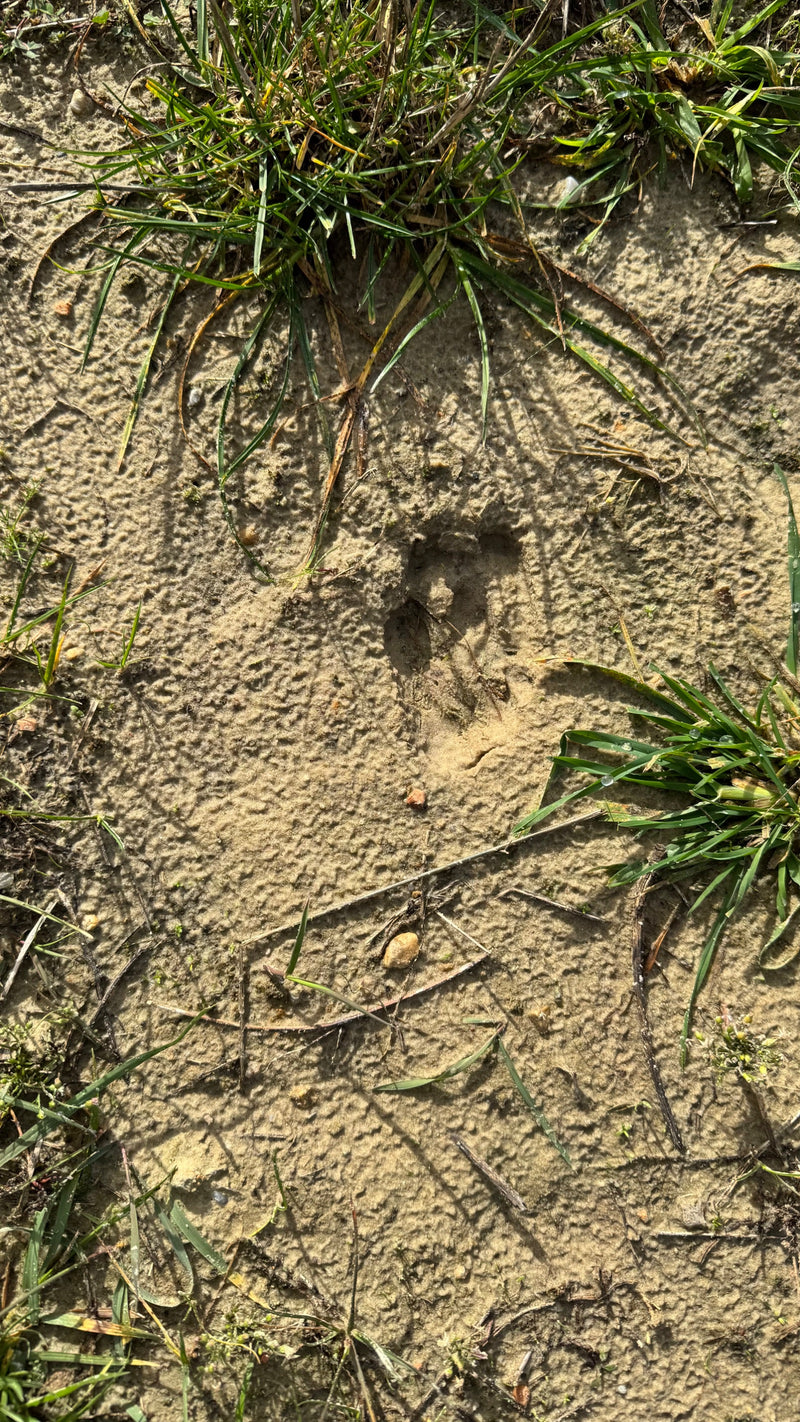 Eine einzelne Schalenwildfährte, mutmaßlich von einem Wildschwein, ist in sandigem Boden neben Grasbüscheln eingedrückt.
