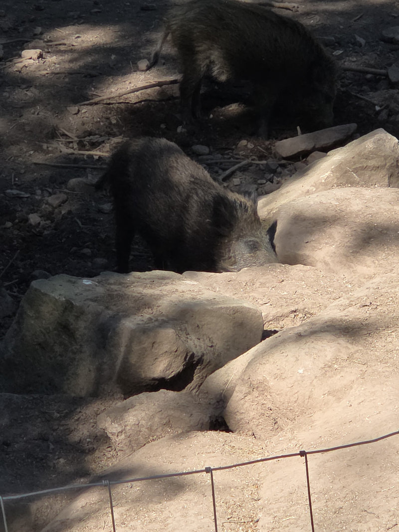 Wildschwein — Bild 2
