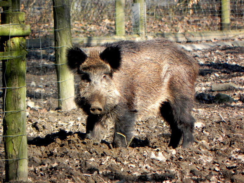 Wildschwein — Bild 1