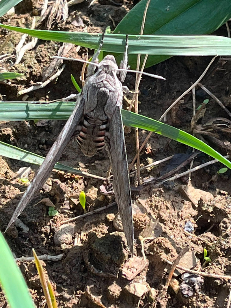 Windenschwärmer — Bild 1