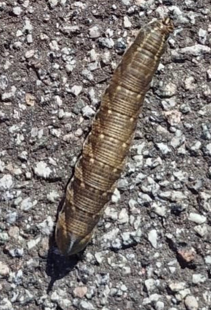 Eine braune Raupe des Windenschwärmers kriecht über einen groben Asphaltboden.
