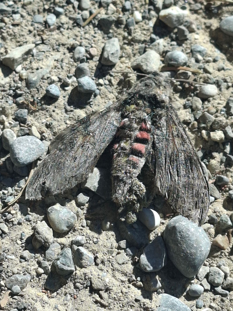 Ein Windenschwärmer ruht mit ausgebreiteten Flügeln auf steinigem, sandigem Boden.