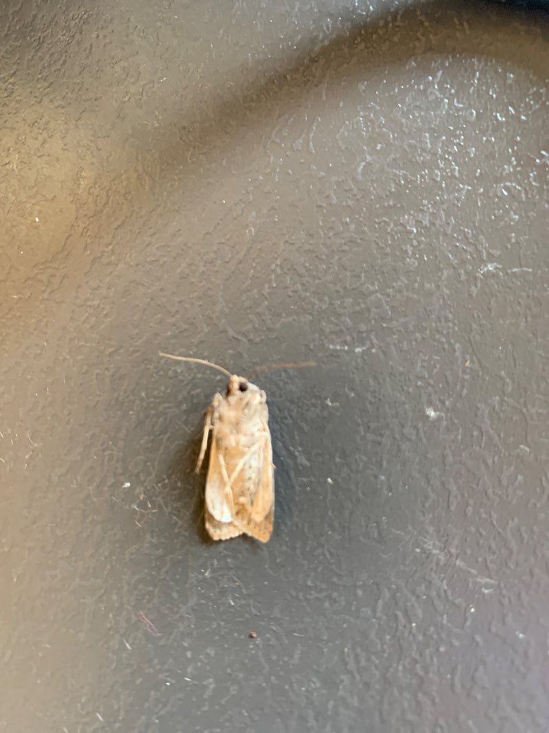 Wintersaateule — Bild 2