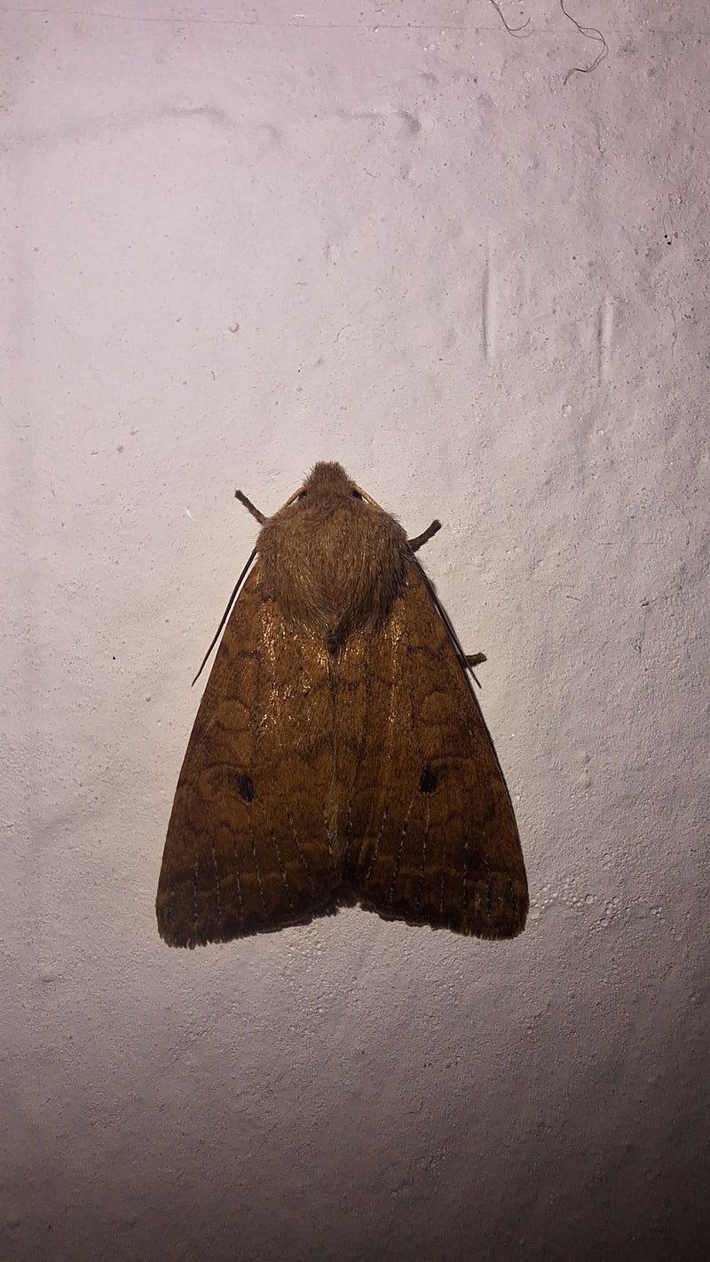 Wintersaateule — Bild 1