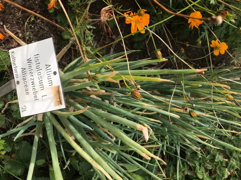 Zu sehen sind Fruehlingszwiebeln mit ihren typischen roehrenförmigen grünen Blättern in einem Beet. Daneben befindet sich ein kleines Hinweisschild mit der A...