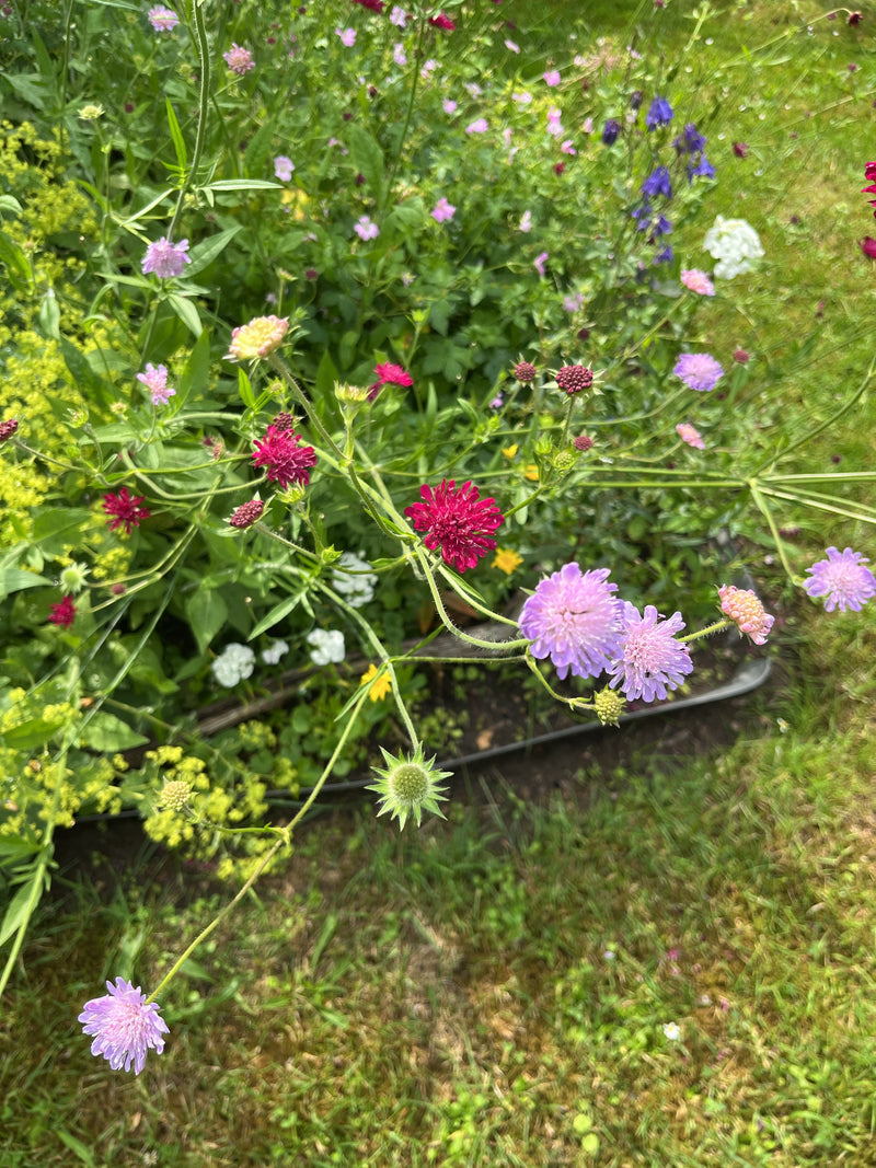 Witwenblumen — Bild 1