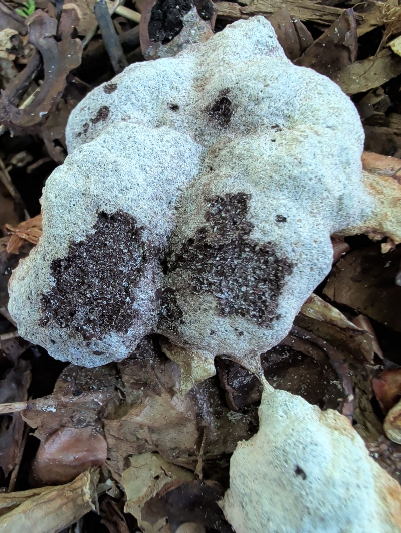 Wolfsmilch-Netzstäubling — Bild 3