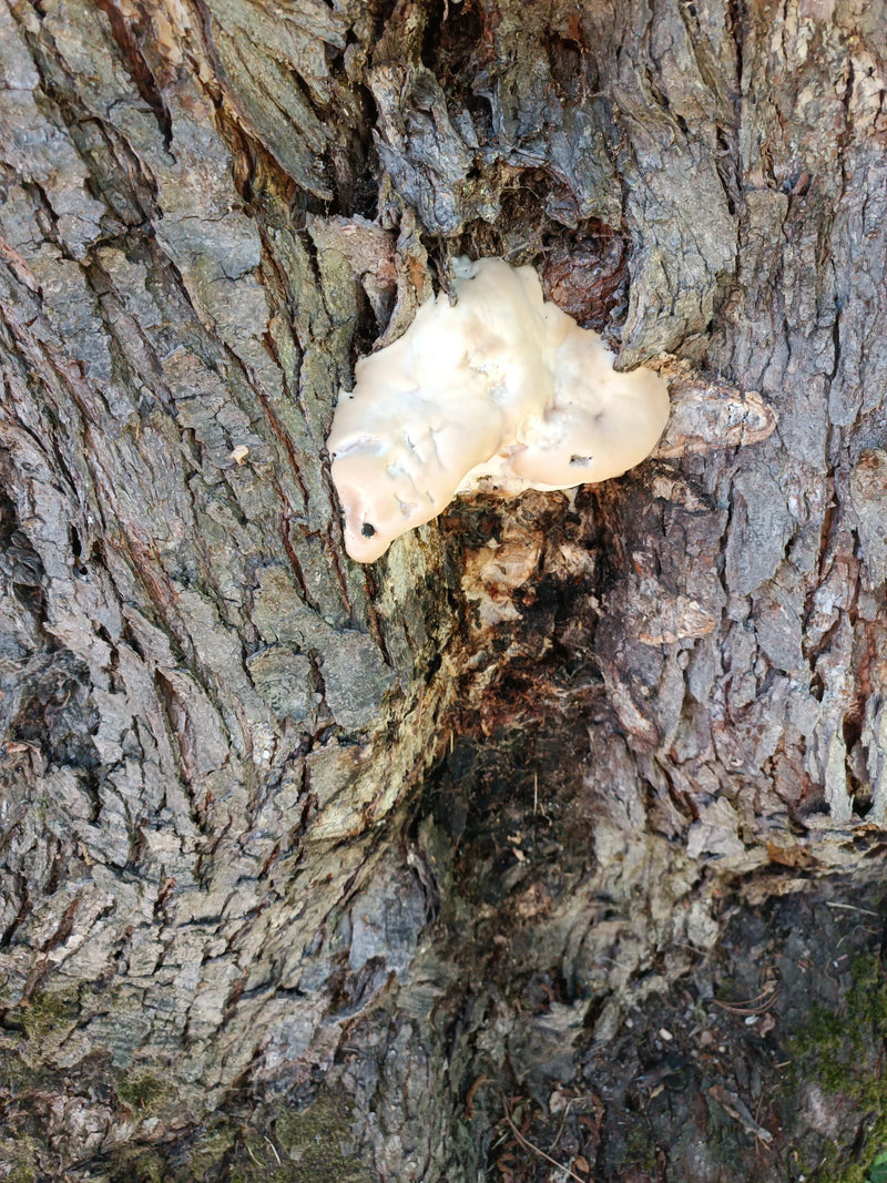 Wolfsmilch-Netzstäubling — Bild 2