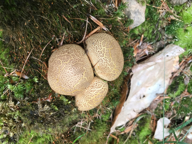 Wolfsmilch-Netzstäubling — Bild 4