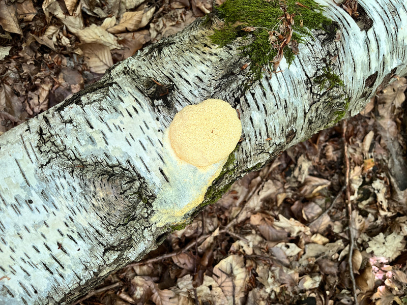 Wolfsmilch-Netzstäubling — Bild 1