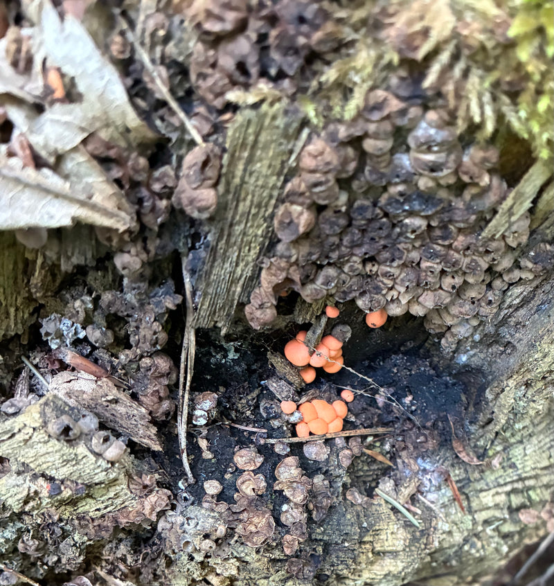 Wolfsmilch-Schleimpilz — Bild 3