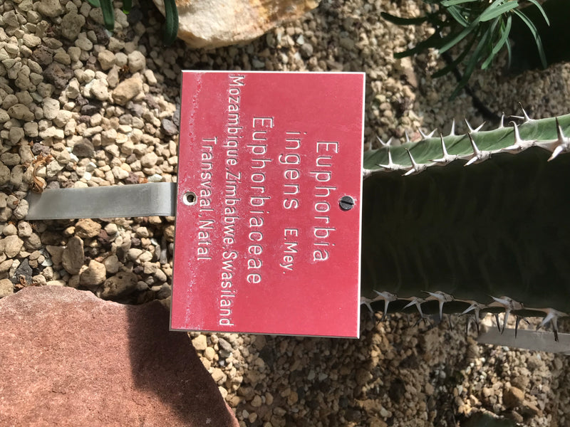 Auf dem Bild ist ein rotes Informationsschild neben einer Wolfsmilch (Euphorbia ingens) zu sehen. Das Schild ist auf einem Metallstab im kiesigen Boden befes...